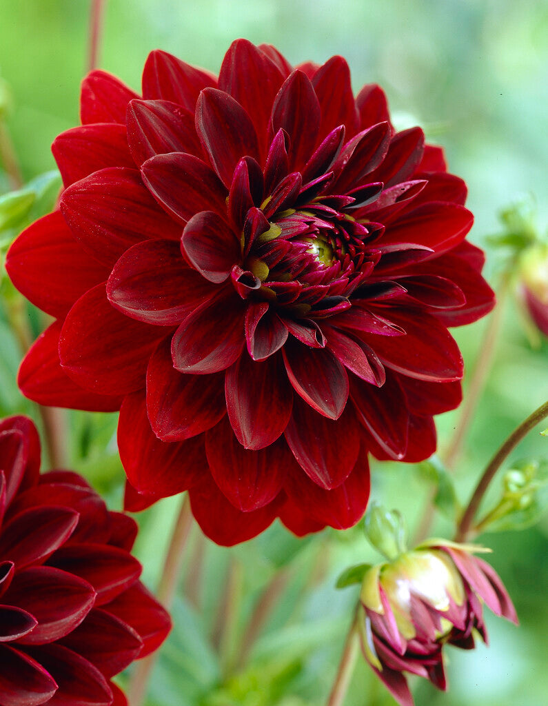 Dahlia Dekorativ Arabian Night 1-pack